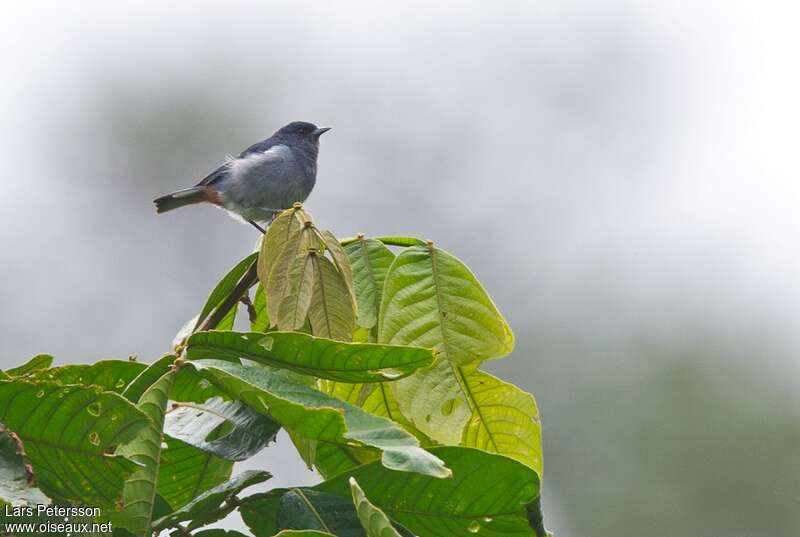 Chestnut-vented Conebill male adult, identification