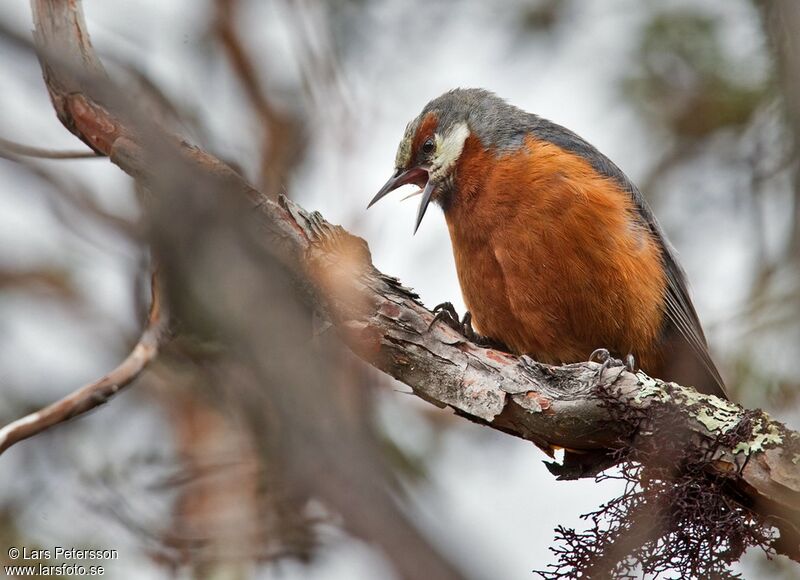 Giant Conebill