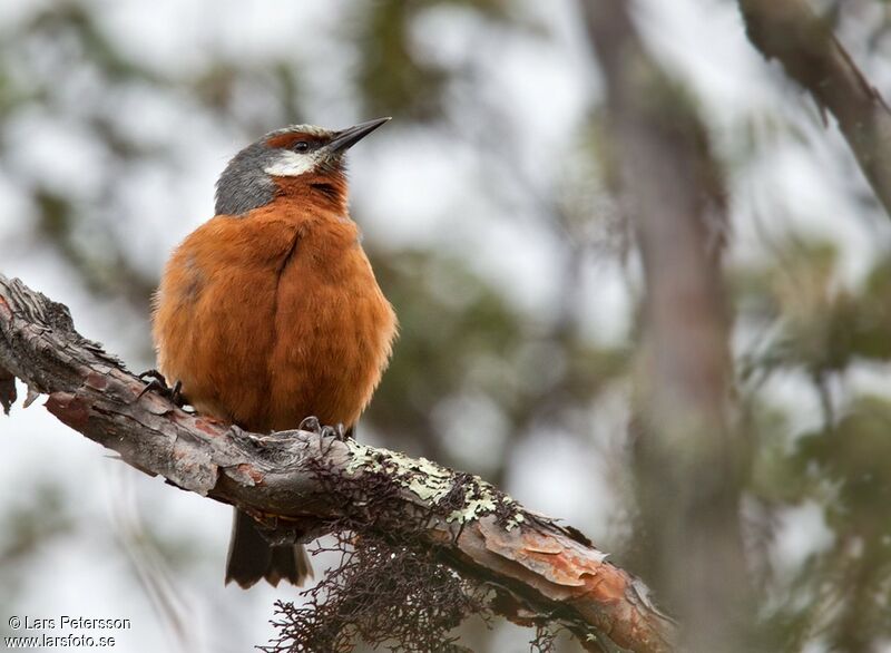 Giant Conebill