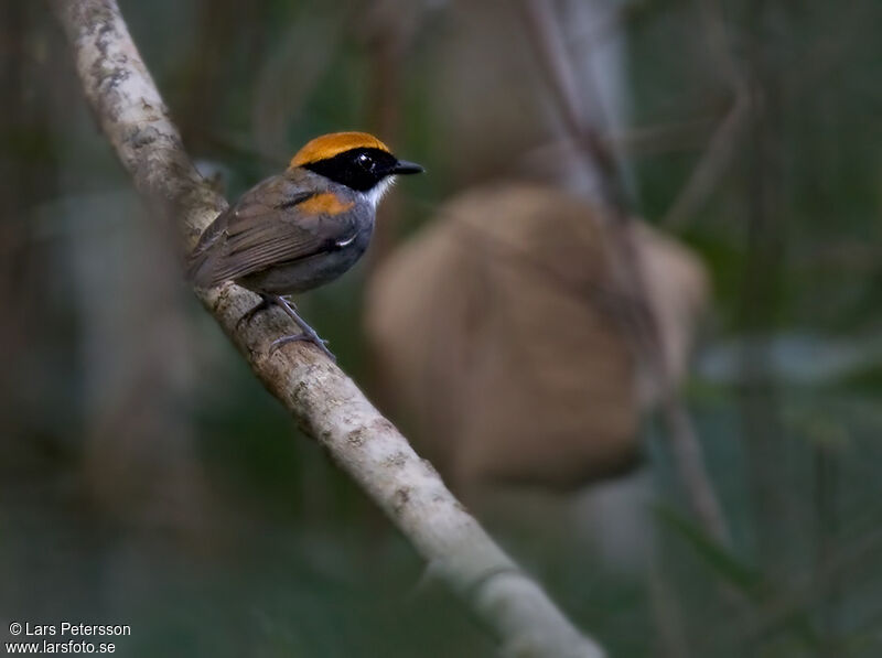 Black-cheeked Gnateater