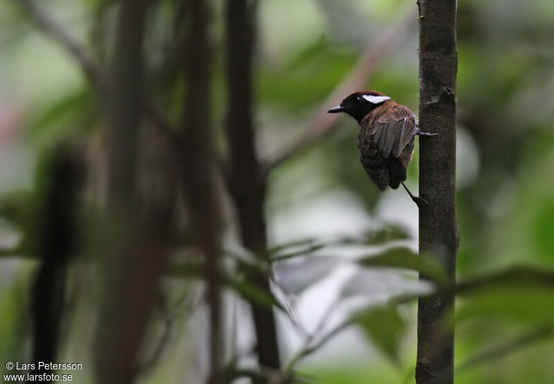 Chestnut-belted Gnateater