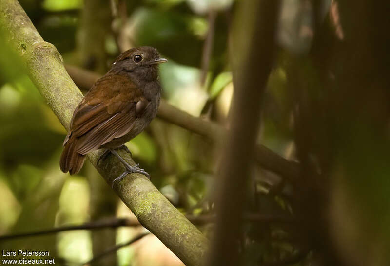 Slaty Gnateater male adult