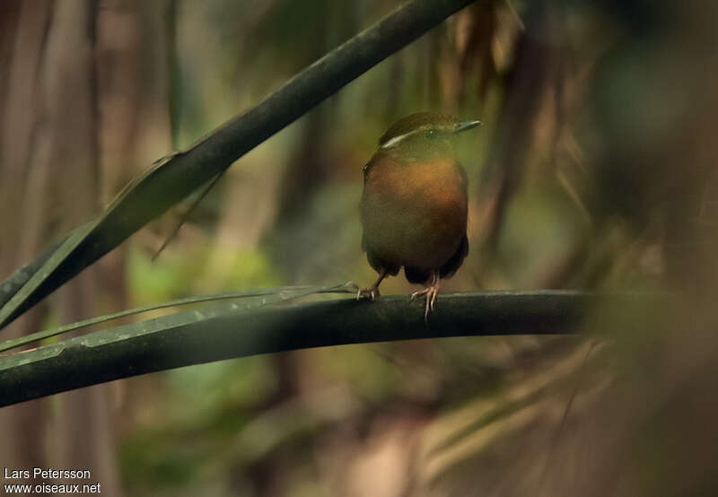 Ash-throated Gnateater female adult, identification