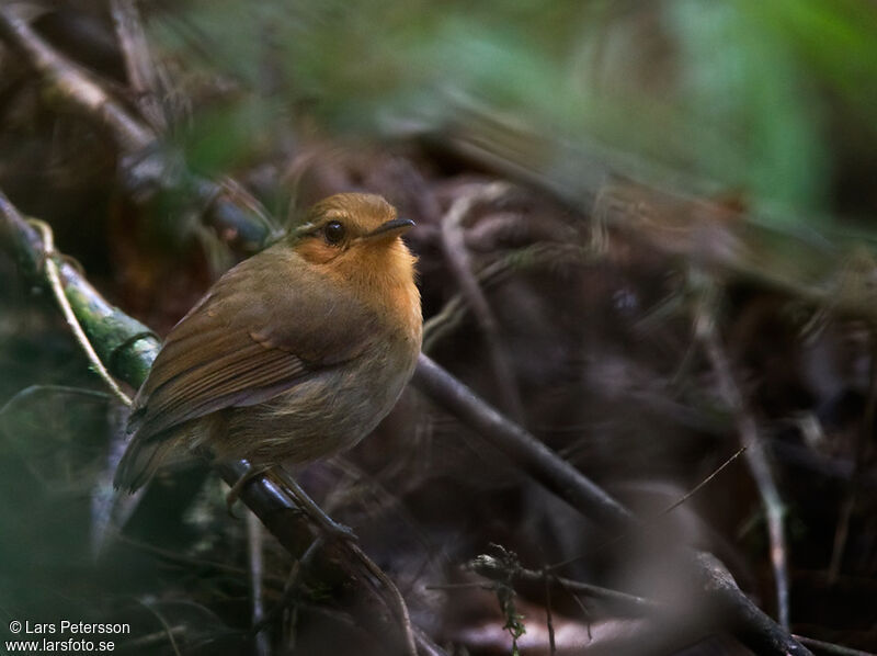 Rufous Gnateater