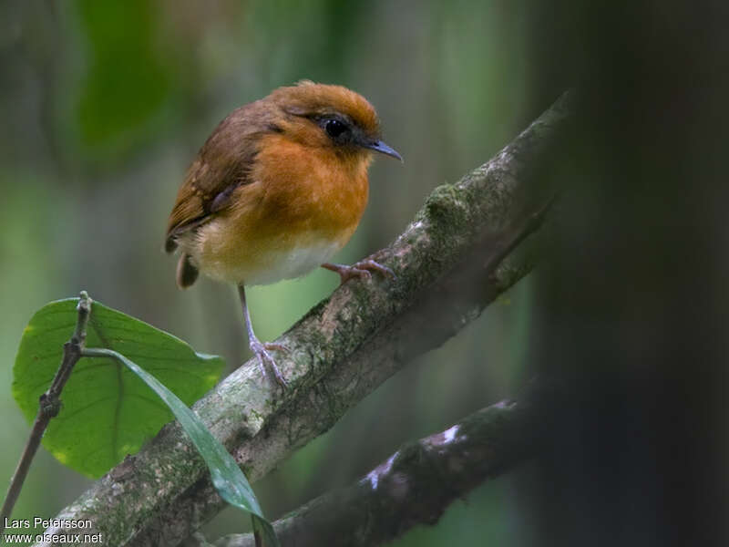 Ceara Gnateateradult, identification