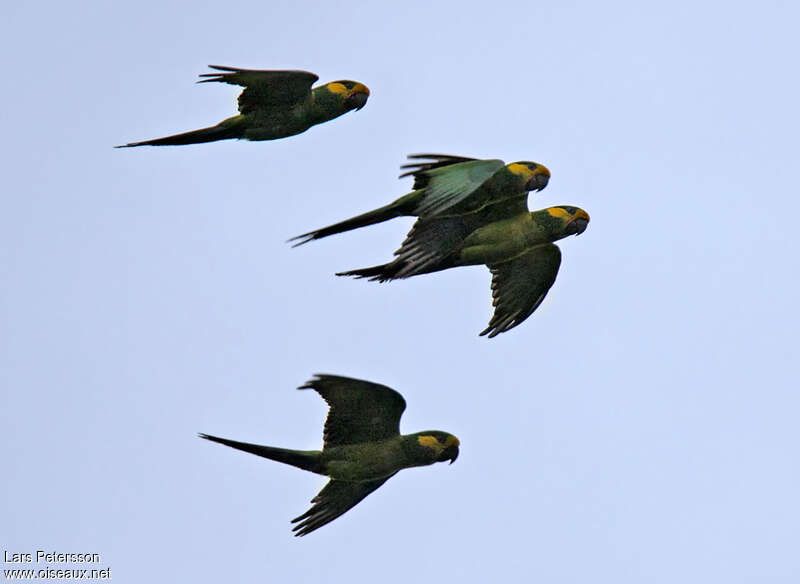 Conure à joues d'oradulte, Vol