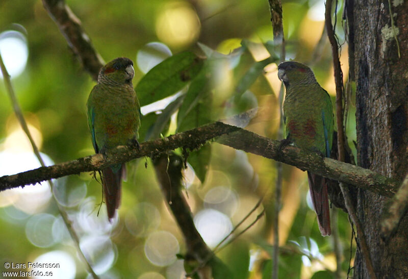 Conure à oreillons