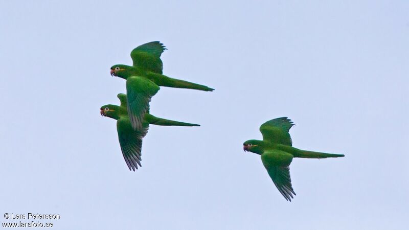 Conure à pinceaux d'or