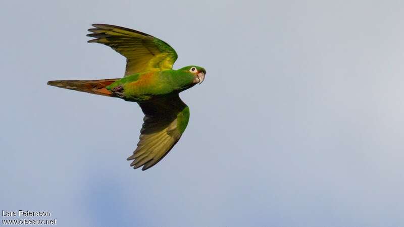 Golden-plumed Parakeetadult