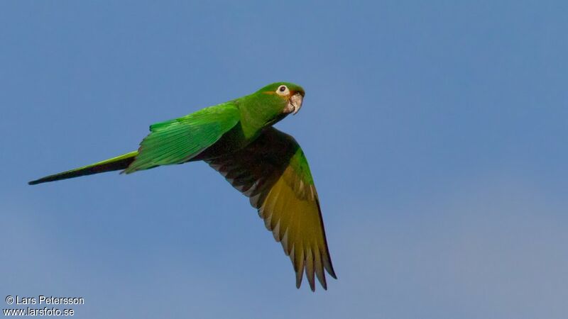 Golden-plumed Parakeet