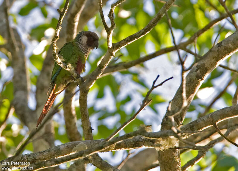 Conure à poitrine griseadulte, identification