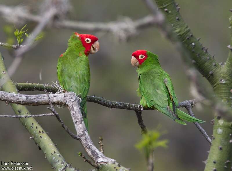 Conure à tête rougeadulte, Comportement