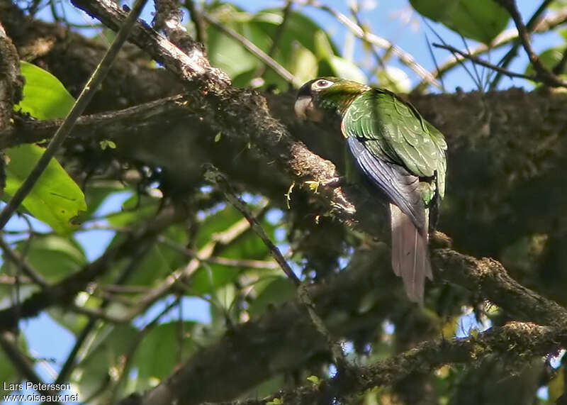 Fiery-shouldered Parakeetadult, identification