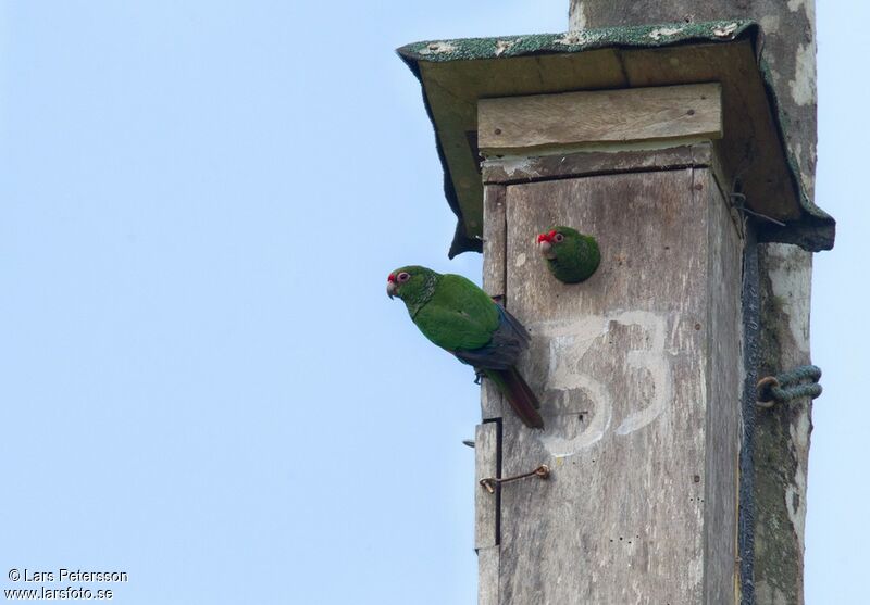 El Oro Parakeet