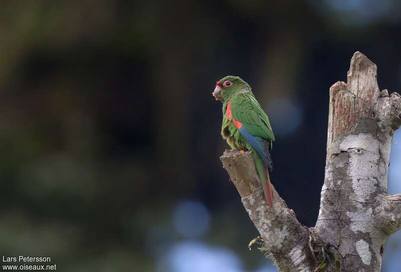 Conure d'Orcès