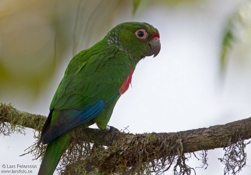 El Oro Parakeet