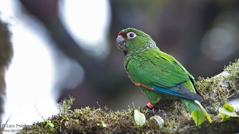 El Oro Parakeet