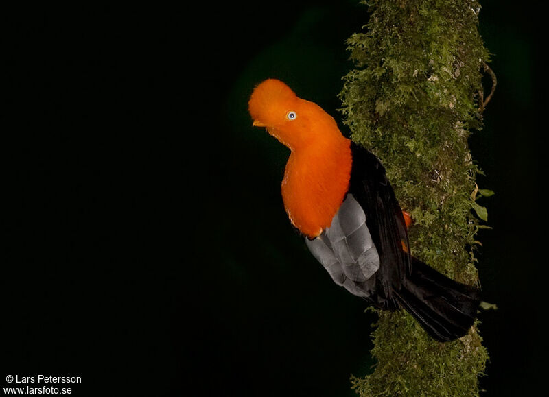 Andean Cock-of-the-rock