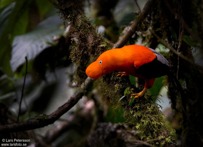 Andean Cock-of-the-rock