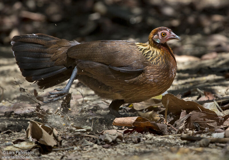 Red Junglefowl