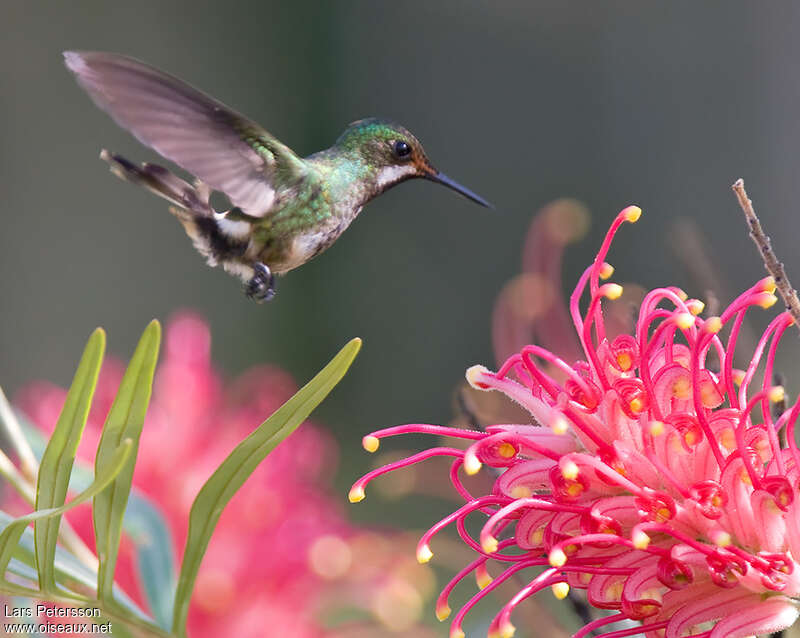 Racket-tailed Coquette female adult, pigmentation, feeding habits