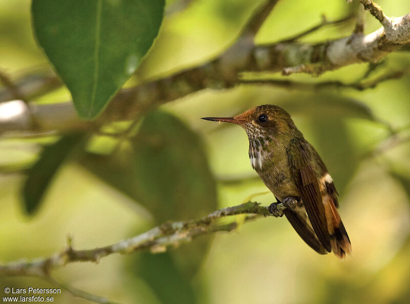 Rufous-crested Coquette