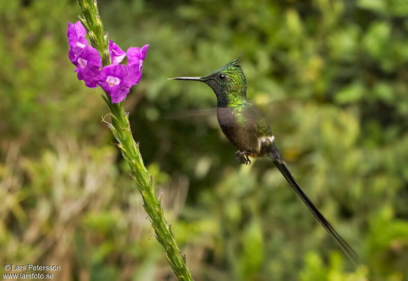 Wire-crested Thorntail