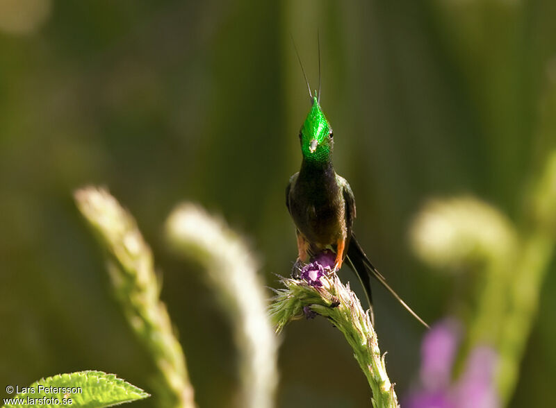 Wire-crested Thorntail