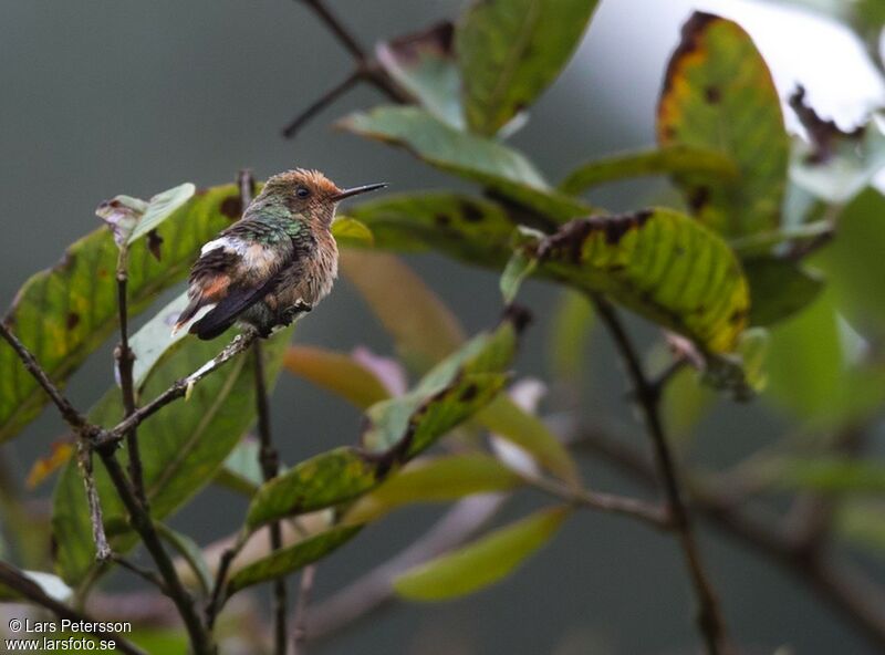 Spangled Coquette