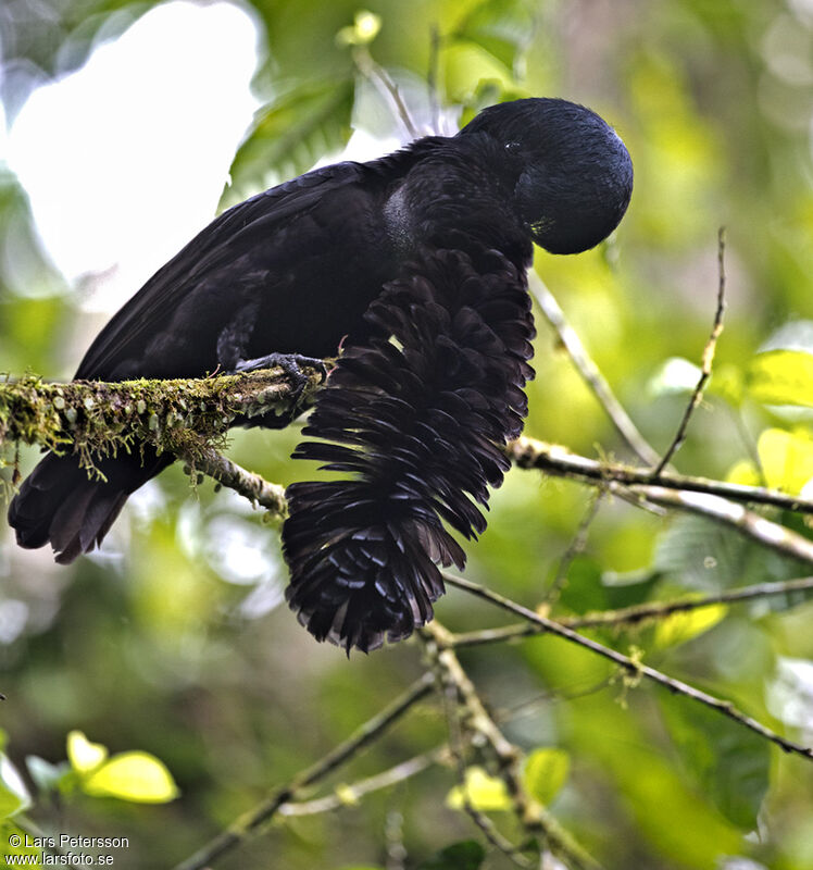 Long-wattled Umbrellabird