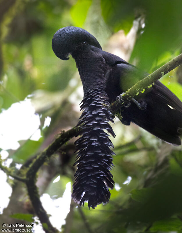 Long-wattled Umbrellabird