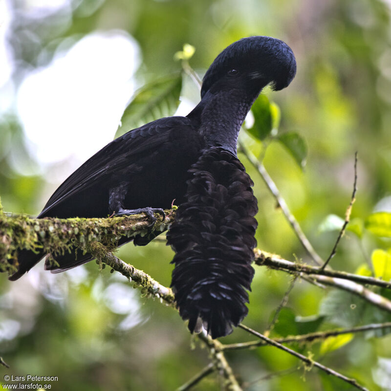 Long-wattled Umbrellabird