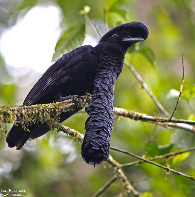 Long-wattled Umbrellabird male adult breeding, identification