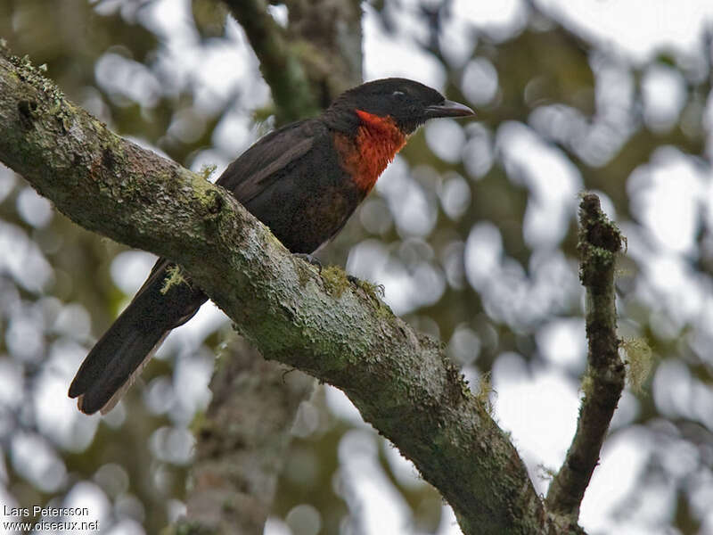 Coracine igniteadulte, habitat, pigmentation