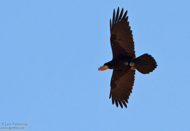 Corbeau à cou blanc