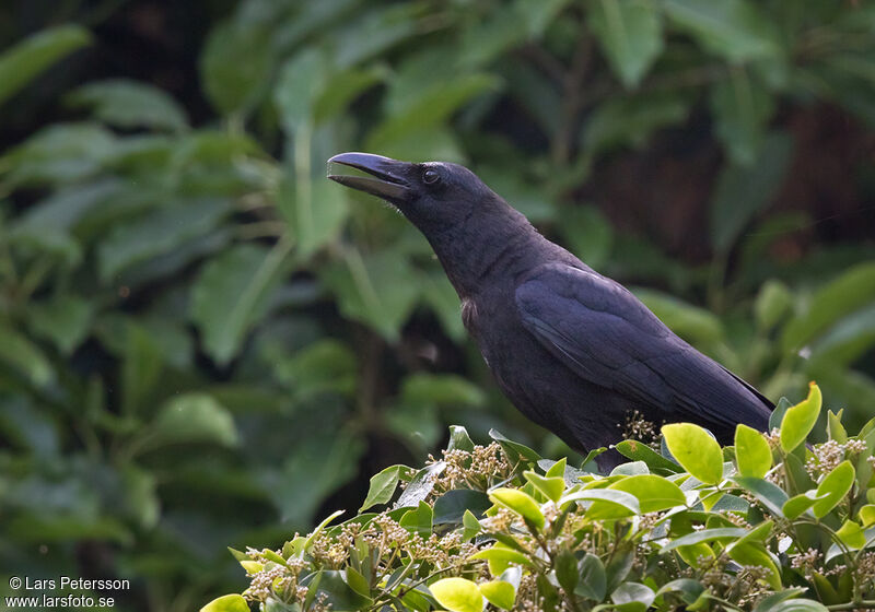 Corbeau à gros bec