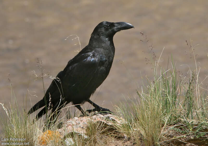 Corbeau à gros bec, identification