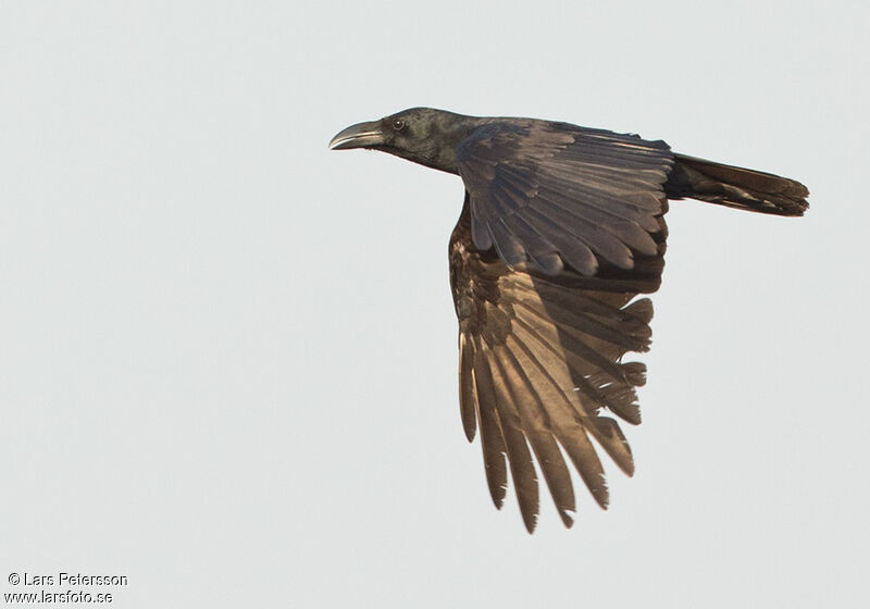 Large-billed Crow