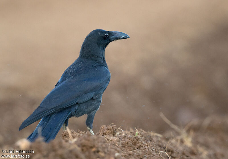 Large-billed Crow