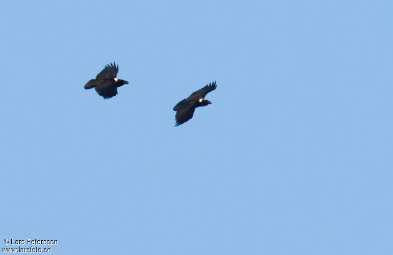 Corbeau à nuque blanche