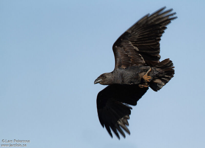 Fan-tailed Raven