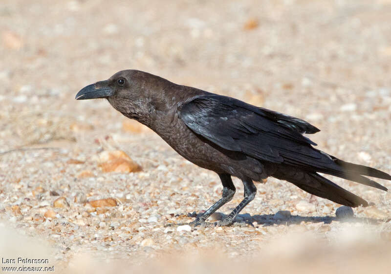 Corbeau brunadulte, portrait