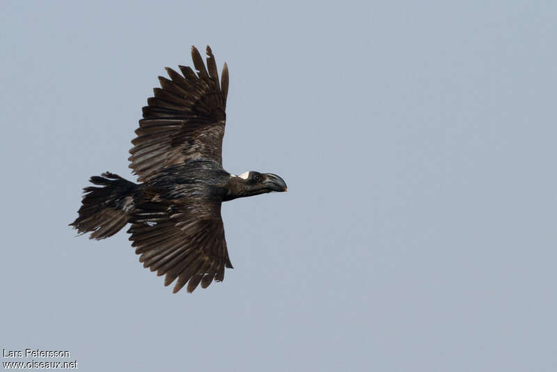 Thick-billed Ravenadult, Flight