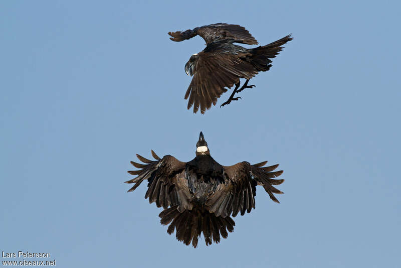 Corbeau corbivauadulte, Comportement