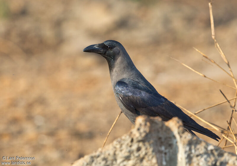 Corbeau familier