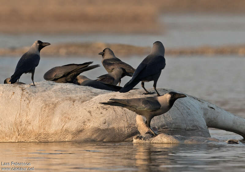 Corbeau familier, habitat, pigmentation, Comportement