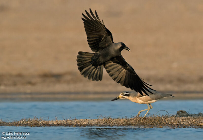 House Crow