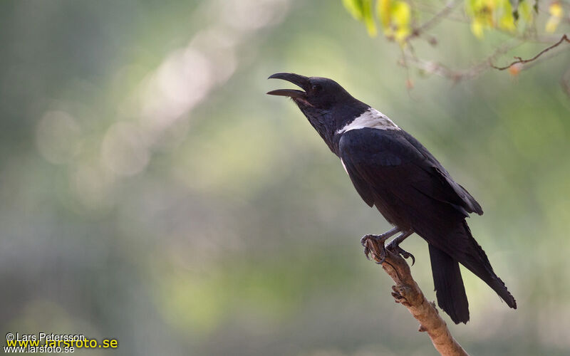 Pied Crow