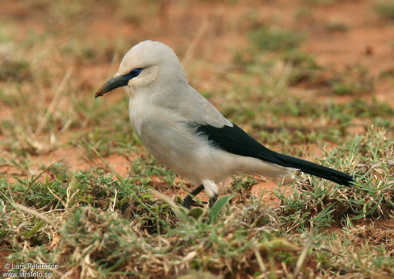 Stresemann's Bushcrow