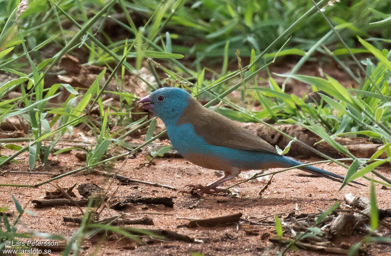 Cordonbleu cyanocéphale